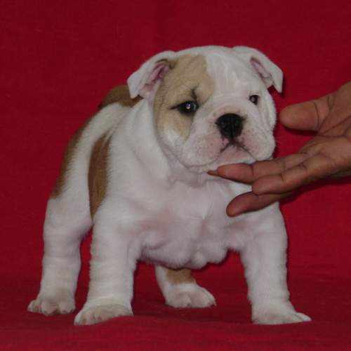 english bulldog puppies